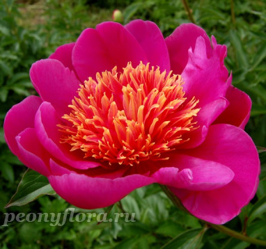 Пион Hit Parade (Хит Парейд)