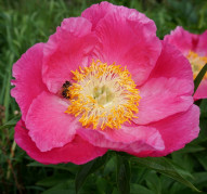 Пион Honor (Хонор)