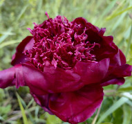 Пион Hot Chocolate (Хот Чоколит)