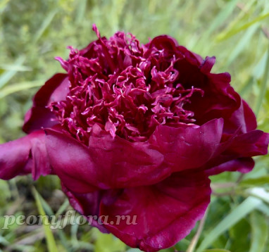 Пион Hot Chocolate (Хот Чоколит)