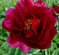 Пион Illini Belle (Иллини Белл)