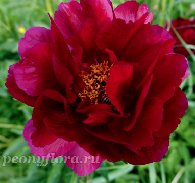 Пион Illini Belle (Иллини Белл)