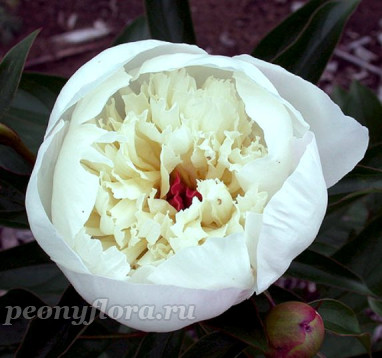 Пион Immacule (Иммакуль)