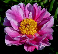 Пион Jeanne Cayeux ' (Жанна Кае)