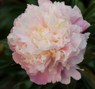 Пион Jeanne d'Ark (Жанна Дарк)