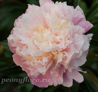 Пион Jeanne d'Ark (Жанна Дарк)