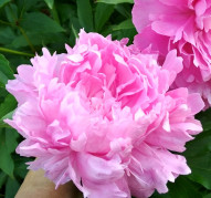 Пион Jessie Gist  (Джесси Гист)