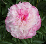 Пион Joker (Джокер)