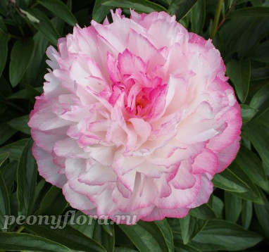 Пион Joker (Джокер)