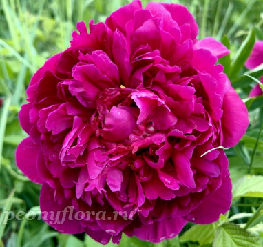 Пион Kansas (Канзас)