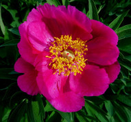 Пион Kisseltoes (Киссельтойс)