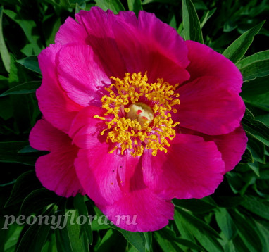 Пион Kisseltoes (Киссельтойс)