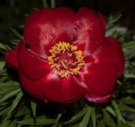 Пион Laddie (Лэдди)