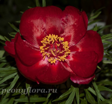 Пион Laddie (Лэдди)