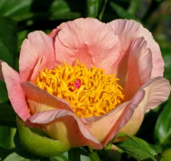 Пион Laning Peach Single (Ланинг Пич Сингл)