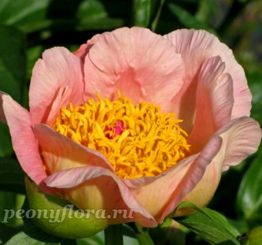 Пион Laning Peach Single (Ланинг Пич Сингл)