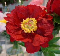 Пион Legion of Honor (Лиджен оф Хонор)