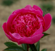 Пион Linda's Dream (Линдас Дрим)