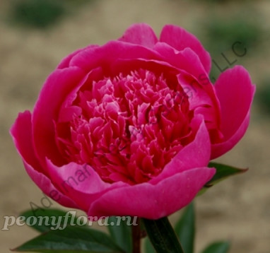 Пион Linda's Dream (Линдас Дрим)