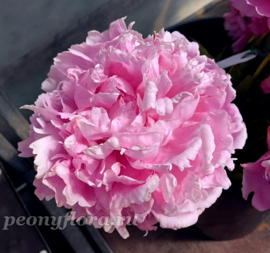 Пион Lovely Louise (Лавли Луизе)