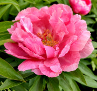 Пион Ludovica (Людовика)