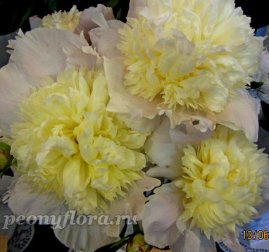 Пион M-lle Jeanne Rivière (Мадмуазель Жанна Ривьер)