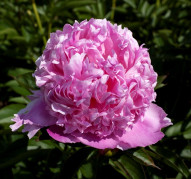 Пион M-me Ducel (Мадам Дусель)