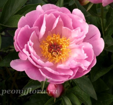 Пион Ma Petite Cherie (Ма Петит Шери) 