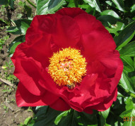 Пион Mackinac Grand  (Мекинак Гранд)