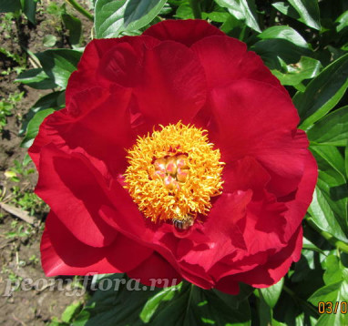 Пион Mackinac Grand  (Мекинак Гранд)