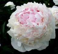 Пион M-me de Verneville (Мадам де Верневиль)