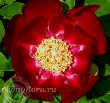 Пион Mahogany (Махогени)