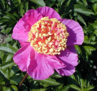 Пион Mandarins Coat (Мэндэринс Коут)