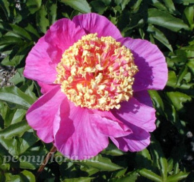 Пион Mandarins Coat (Мэндэринс Коут)