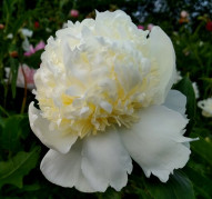 Пион Marshmallow Button (Маршмеллоу Баттон)