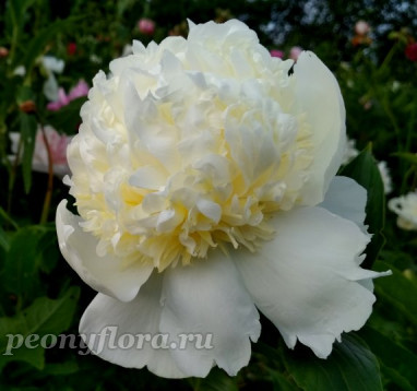 Пион Marshmallow Button (Маршмеллоу Баттон)