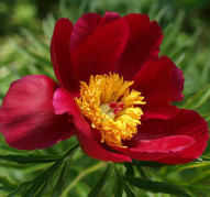 Пион Merry Mayshine (Мерри Мейшайн)