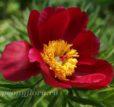 Пион Merry Mayshine (Мерри Мейшайн)