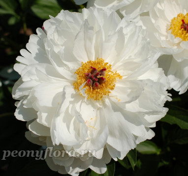 Пион Minnie Shaylor (Минни Шейлор)