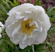 Пион Miss America (Мисс Америка)