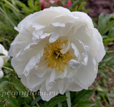 Пион Miss America (Мисс Америка)