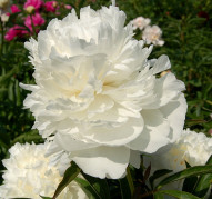 Пион M-me Claude Tain (Мадам Клодт Тен)