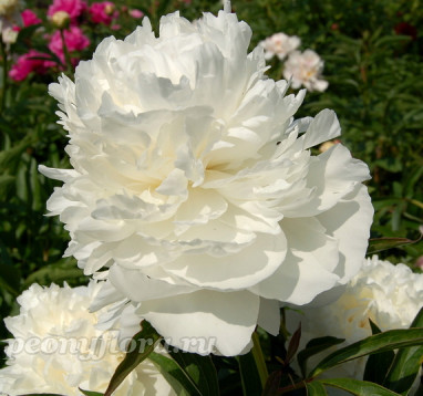 Пион M-me Claude Tain (Мадам Клодт Тен)