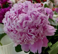 Пион Mons Jules Ellie (Мьсе Жюль Эли)