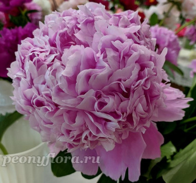 Пион Mons Jules Ellie (Мьсе Жюль Эли)