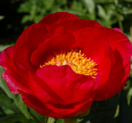 Пион Montezuma (Монтезума)