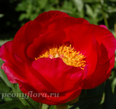 Пион Montezuma (Монтезума)