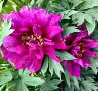 Пион Morning Lilac (Морнинг Лайлак)