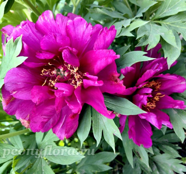 Пион Morning Lilac (Морнинг Лайлак)