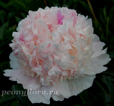 Пион Mr Ed (Мистер Эд) 